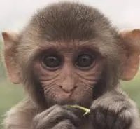 Monke smp