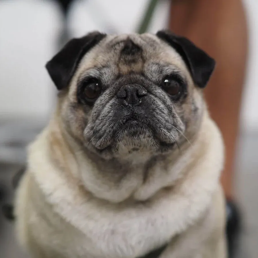 Pug SMP/PVP